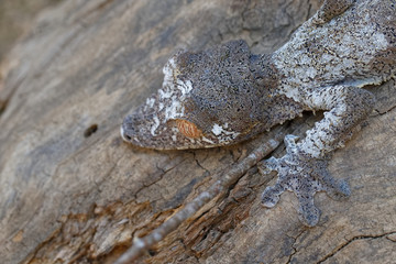 Naklejka premium Blattschwanzgecko