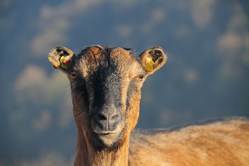 Hausziege