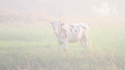 cow on the field in foggy morning