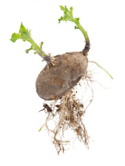 じゃがいもの出芽