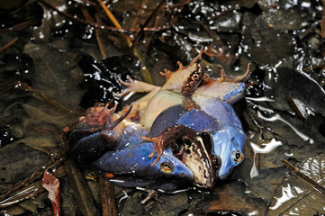 Moorfrosch (Rana arvalis), zwei Männchen kämpfen um ein Weibchen (Kroatien)