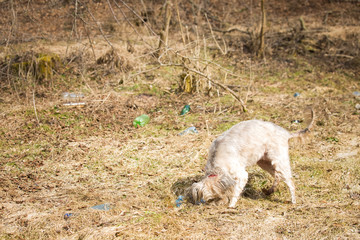 Fototapeta premium Dog playing with plastic bottles plastic pollution