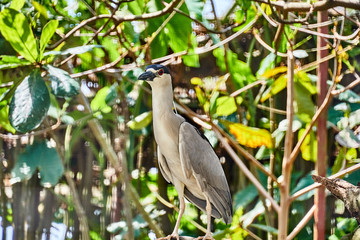 Black-crowned Night Heron (Nycticorax nycticorax) in Guyana