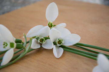 Beautiful spring closeup of snowdrop flowers (Galanthus nivalis), frame, wooden board
