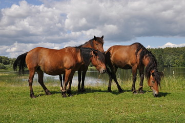 Fototapeta na wymiar horses in the field