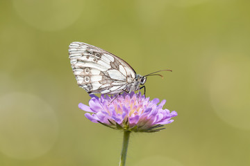 Schmetterling auf Wiesenblume