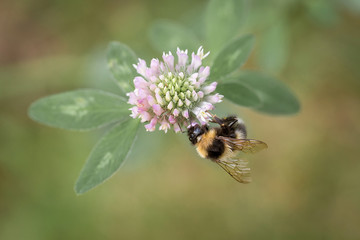 Close-up of garden bumblebee or small garden bumblebee (Bombus hortorum) collecting nectar from a clover flower