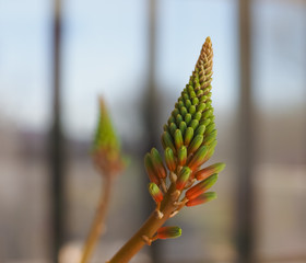 green aloe vera flower