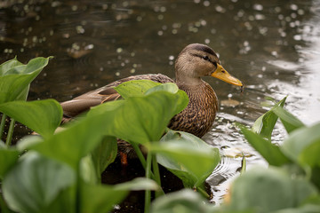 Wild duck in a pond with Calla marsh, wild duck swimming on the lake, warm colors