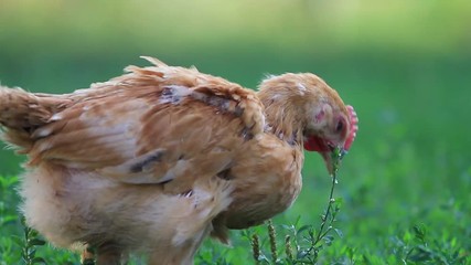 young red cock eats green spring grass