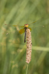 ellow dragonfly on a blade of grass posing macro. Beautiful nature scene dragonfly. Showing of eyes and wings detail. Dragonfly in the nature habitat using as a background or wallpaper.