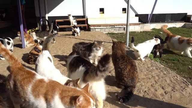 Ortaca, Turkey - 31st of January 2018: Visit to the Haydos animal shelter - 4K Adorable cats in the animal shelter bask in the sun