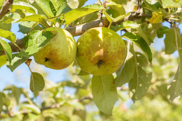 Branch of apple tree with hanging apples. Fruit tree.
