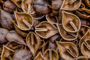 walnut shell