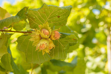 Hazelnut grows on the hazel tree