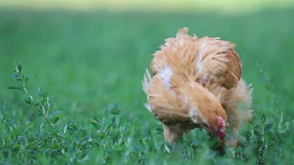 young red rooster looking for grain among the grass