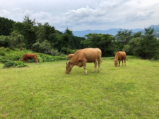 食事中の牛
