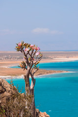 Wild rocky coast of the emerald ocean and flowering endemic bottle trees. Yemen. island of Socotra.