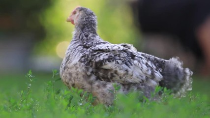 young white cock eats green spring grass