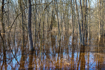 Fototapeta premium forest stay in a water, spring flood scene