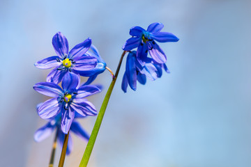 closeup blue spring snowdrop flowers