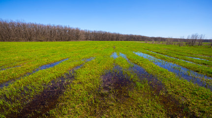Fototapeta na wymiar green fields in a water, spring flood scene