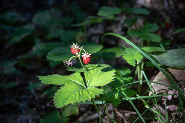 Fraise des bois