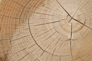 Fototapeta premium Brown wood background with selective focus. Wood in natural condition