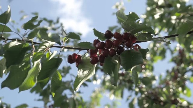 Cherry tree branches