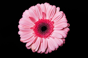 Pink, round gerbera flower head isolated on black background.