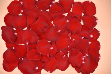 Red rose petals on the live coral solid background