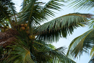 Palms full of coconuts
