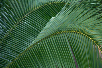 Leaves of palm tree