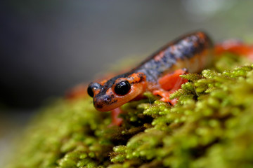 Ein freigestellter Lykischer Salamander frontal auf Moos in der Türkei