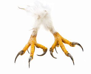 talons of the eagle isolated on white background