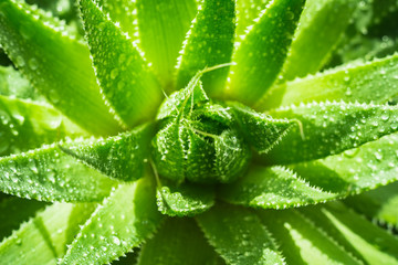 Top View of Agave in Pot