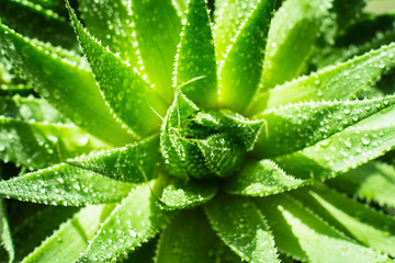 Top View of Agave in Pot
