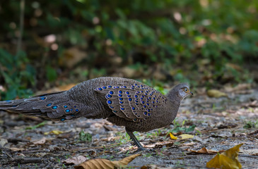 Grey Peacock-Pheasant,Burmese Peacock-Pheasant in nature at Chong Yen, Kamphaeng Phet Province, Thailand