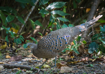 Grey Peacock-Pheasant,Burmese Peacock-Pheasant in nature at Chong Yen, Kamphaeng Phet Province, Thailand