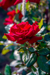 Роза красная