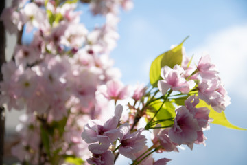 Bright and colorful branches in spring with light pink and white blossoms
