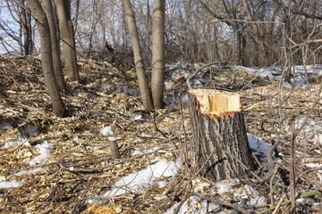 Felled trees. Stump and wood chips. The concept of bad ecology. Cutting down trees.