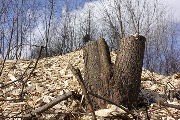 Deforestation scene, whats left after the trees have been cut down. stumps and wood chips. The concept of the destruction of nature.