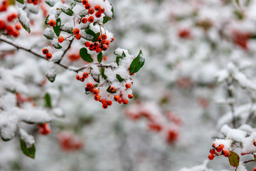 Beautiful red rowan in the snow