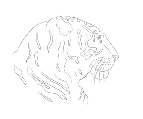 portrait of tiger lines, vector