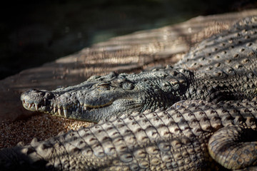 Nile crocodile resting in the sun.