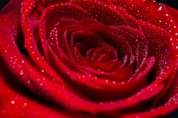 Red Rose Flower closeup