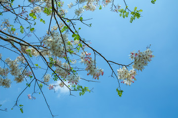 Cassia bakeriana Horse Cassia Pink It is a blooming pink tree full of flowers