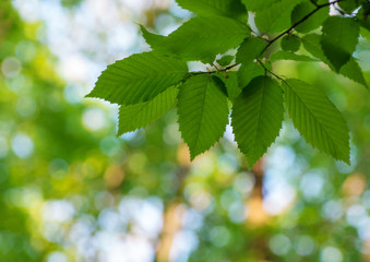 green leaves on the green backgrounds