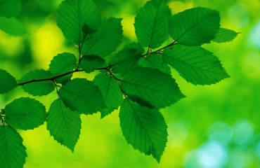 green leaves on the green backgrounds